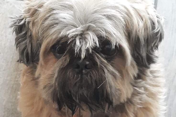 Vermisstmeldung Hund  Männliche , 12 jahre Saint-Cyprien Frankreich