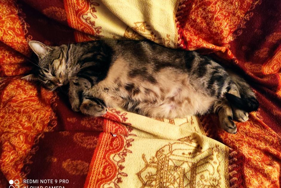 Vermisstmeldung Katze  Weiblich , 6 jahre La Chaux-du-Dombief Frankreich