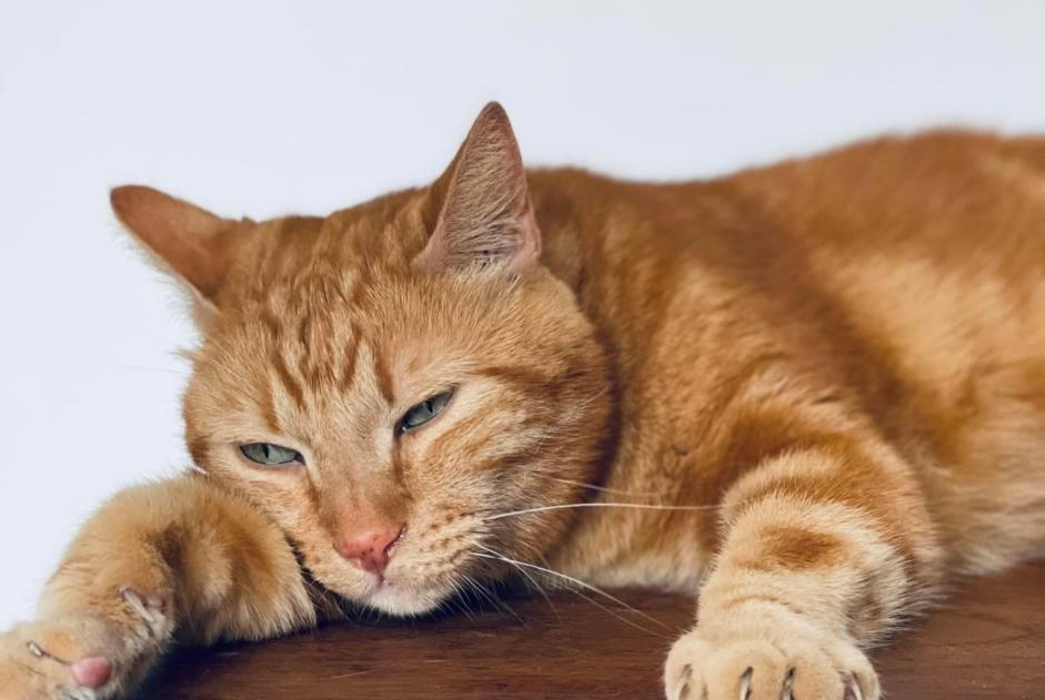 Vermisstmeldung Katze Männliche , 14 jahre Rivesaltes Frankreich