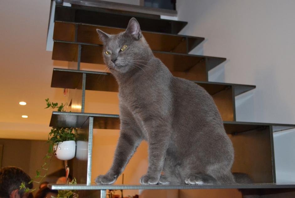 Vermisstmeldung Katze  Männliche , 9 jahre Pollestres Frankreich