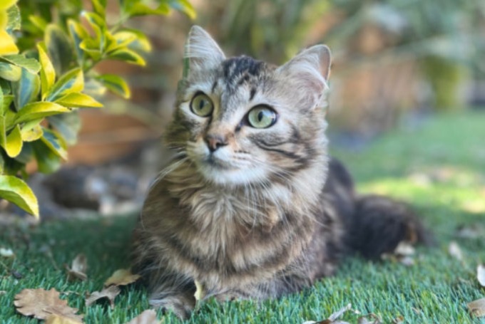 Vermisstmeldung Katze rassenmischung Weiblich , 1 jahre Montesquieu-des-Albères Frankreich