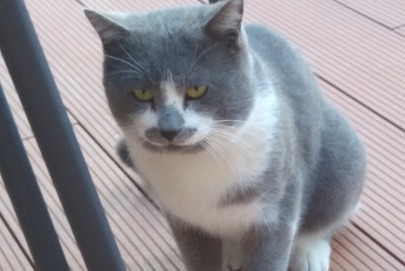 Discovery alert Cat  Male Montescot France