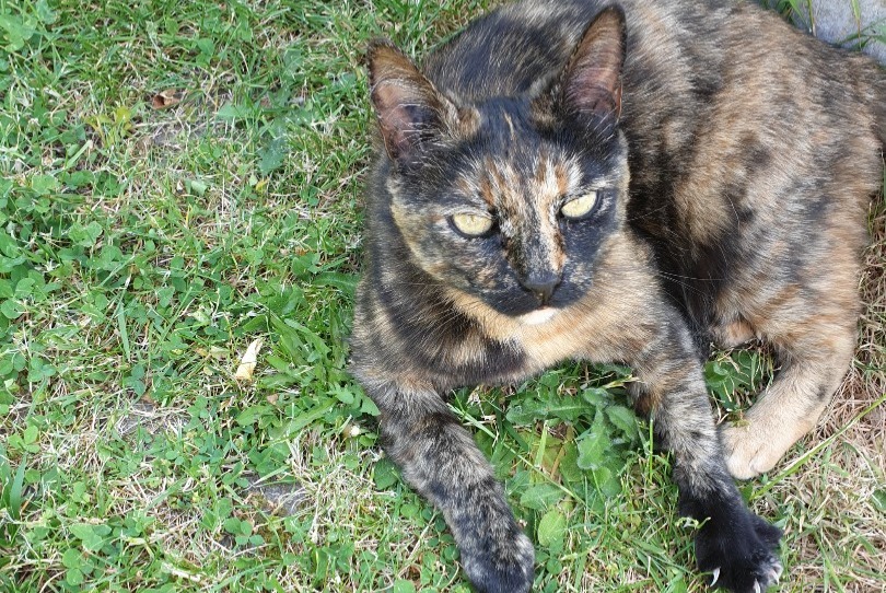 Disappearance alert Cat miscegenation Female , 11 years Céret France