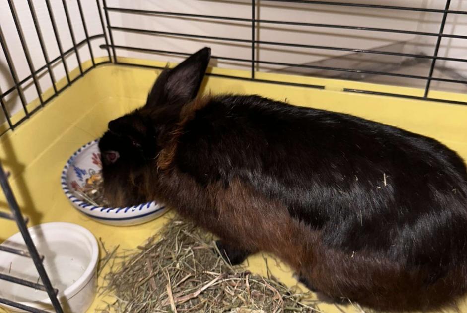 Alerta de Hallazgo Conejo Desconocido Canohès Francia