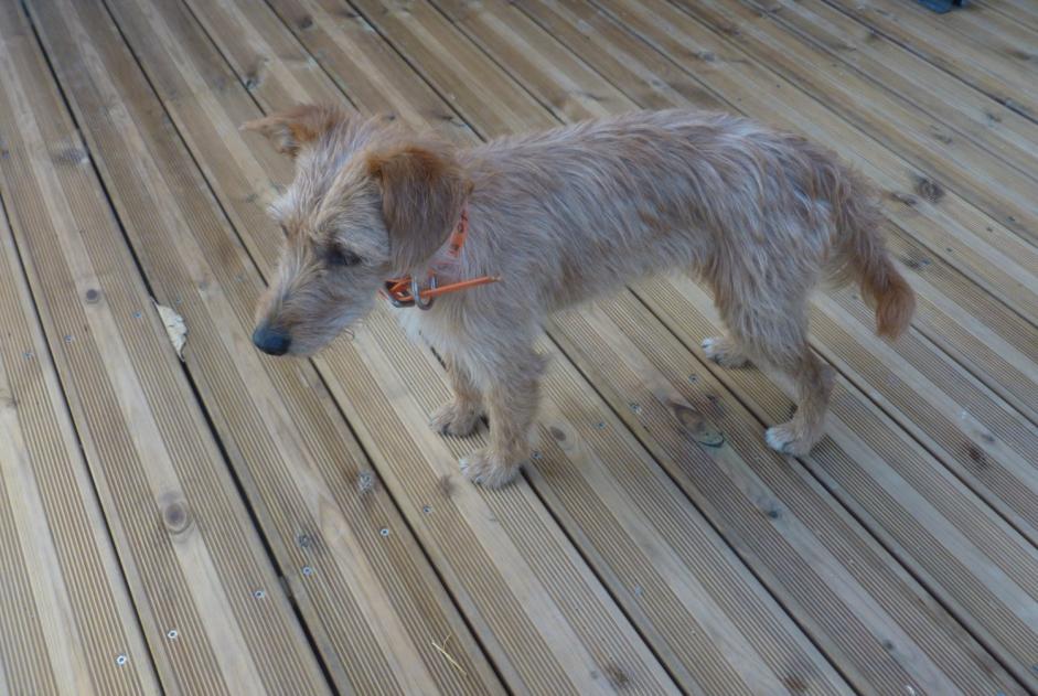 Alerta de Hallazgo Perro Macho Tresserre Francia