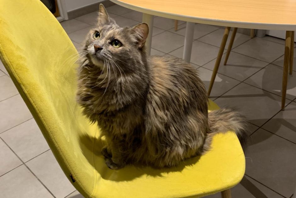 Alerte Disparition Chat croisement Femelle , 14 ans Ille-sur-Têt France