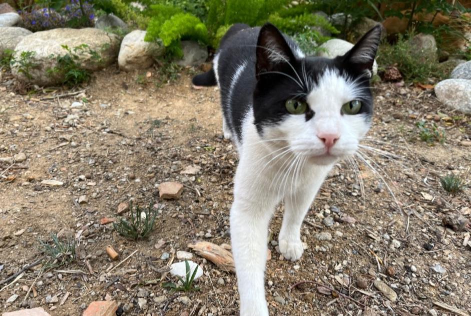 Alerte Disparition Chat Mâle , 4 ans Perpignan France