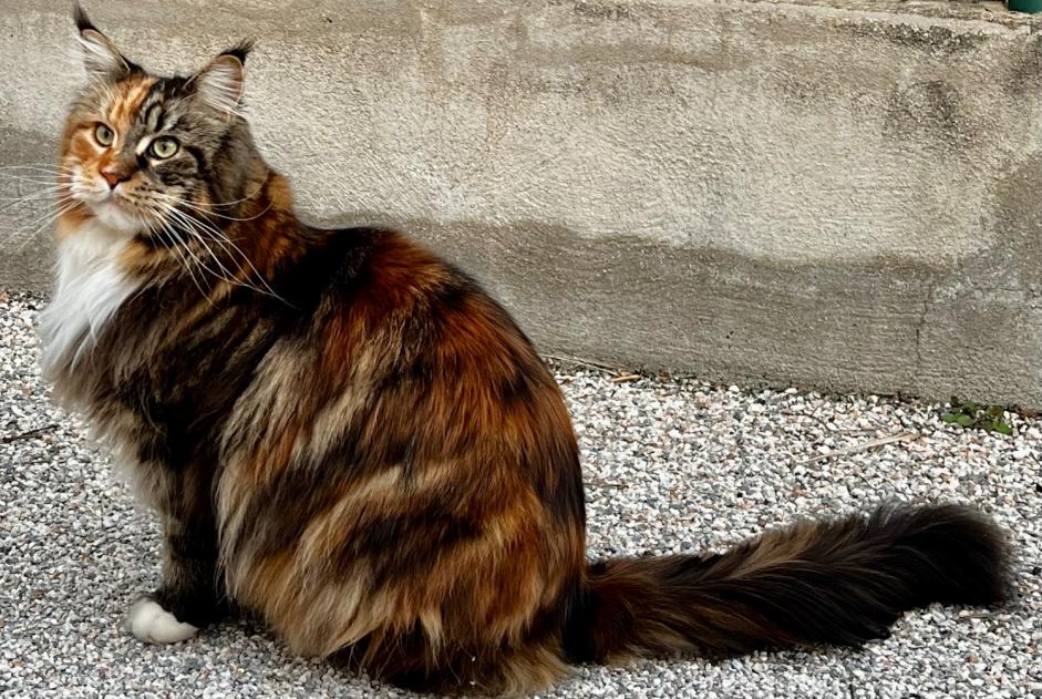 Alerte Disparition Chat  Femelle , 4 ans Les Cluses France