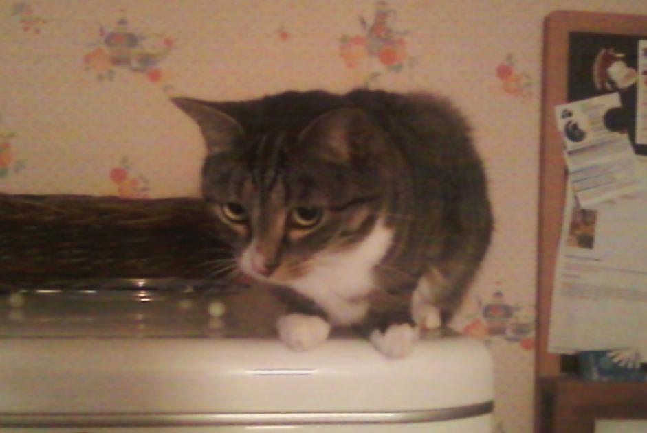Alerte Disparition Chat croisement Femelle , 14 ans Arles-sur-Tech France Alerte Disparition Chat croisement Femelle , 14 ans Arles-sur-Tech France