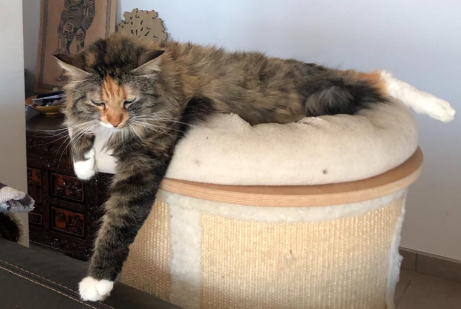Alerte Disparition Chat croisement Femelle , 4 ans Cabestany France Alerte Disparition Chat croisement Femelle , 4 ans Cabestany France
