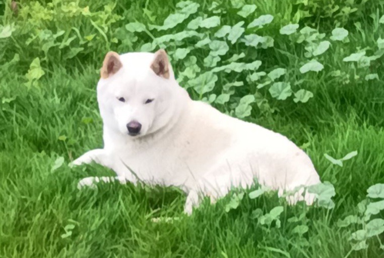 Alerte Disparition Chien Mâle , 1 ans Perpignan France Alerte Disparition Chien Mâle , 1 ans Perpignan France