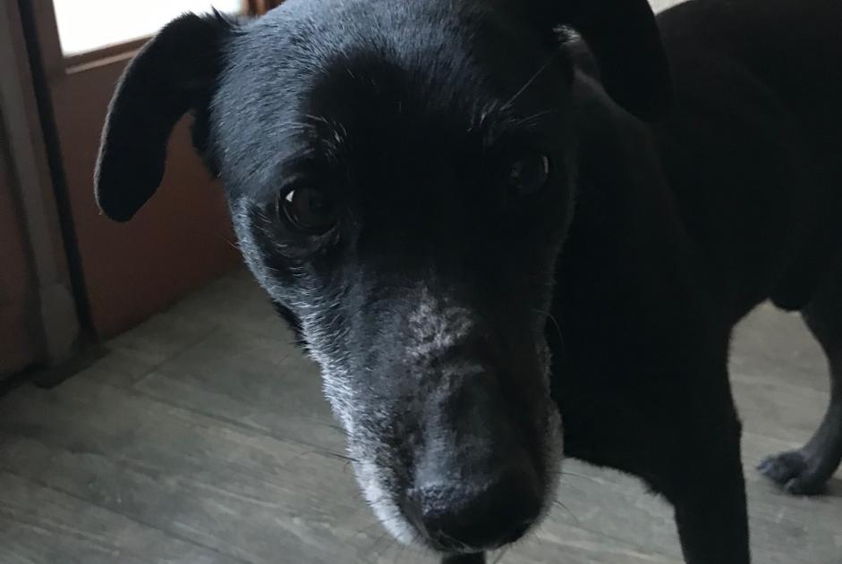 Alerte Découverte Chien croisement Mâle Sorède France