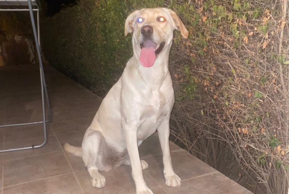 Alerte Découverte Chien Femelle Le Soler France Alerte Découverte Chien Femelle Le Soler France
