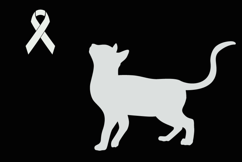 Alerte Découverte Chat croisement Mâle Perpignan France