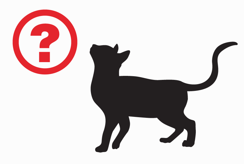 Alerte Découverte Chat Mâle Perpignan France Alerte Découverte Chat Mâle Perpignan France