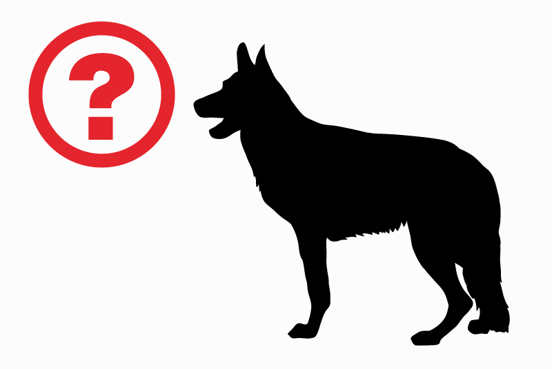 Verdwijningsalarm Hond rassenvermenging Mannetje , 3 jaar Sorède Frankrijk