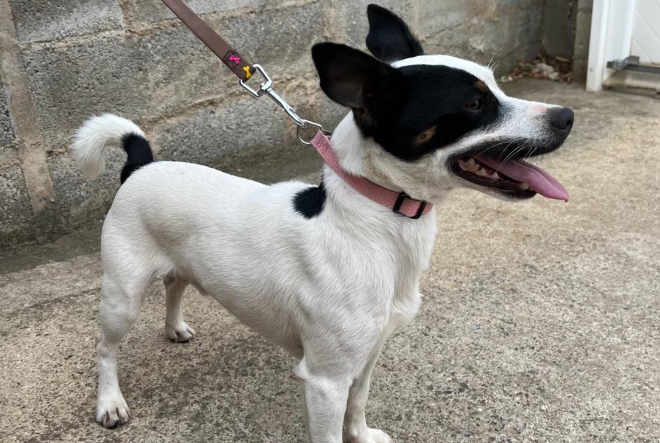 Ontdekkingsalarm Hond rassenvermenging Mannetje Saint-Estève Frankrijk