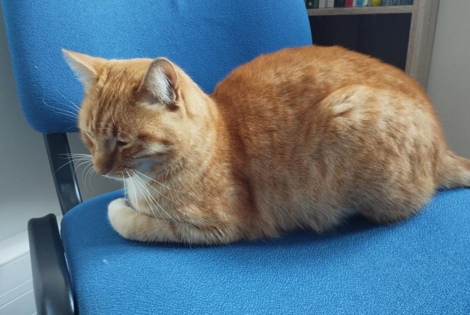 Ontdekkingsalarm Kat Mannetje , 2 jaar Elne Frankrijk Ontdekkingsalarm Kat Mannetje , 2 jaar Elne Frankrijk