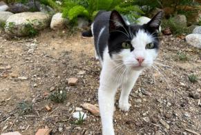 Alerta desaparecimento Gato Macho , 4 anos Perpignan France