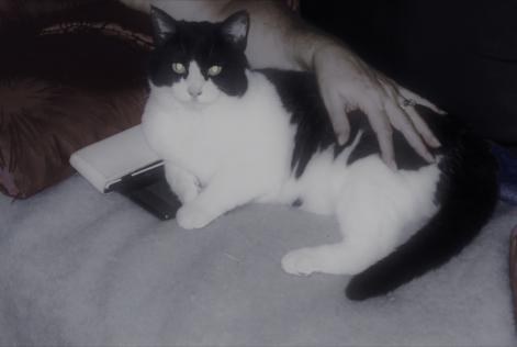 Alerta desaparecimento Gato Macho , 5 anos Le Barcarès France Alerta desaparecimento Gato Macho , 5 anos Le Barcarès France